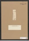 Nitzschia amphibia Grun. (de-Toni-Nr.: Genus 47, Species 2132) Zeichnungen Sammlung Grunow Nr. 4286 (NHMW-BOT-W0372293)